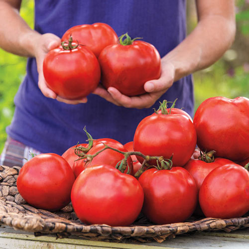 Gurney Girl's Best Hybrid Tomato