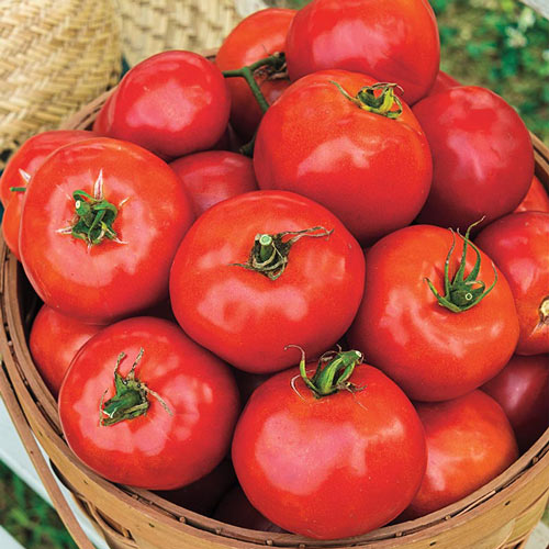 Celebration Hybrid Tomato