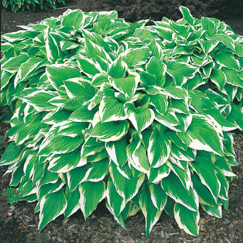 Albo Marginata Hosta