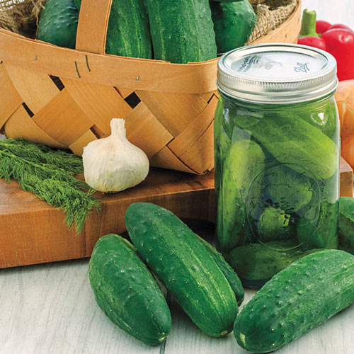 Gurney's<sup>®</sup> Perfect Pickle Hybrid Pickling Cucumber Seed