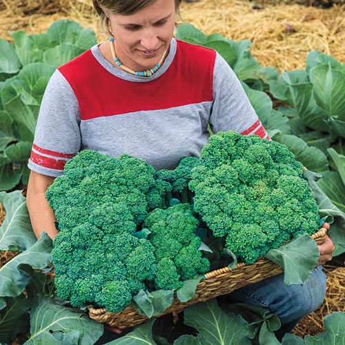 Gurney's<sup>®</sup> Blue Ribbon Hybrid Broccoli