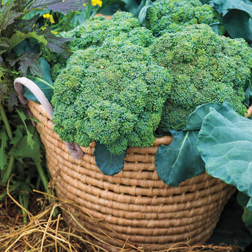 Gurney's<sup>®</sup> Blue Ribbon Hybrid Broccoli Seed