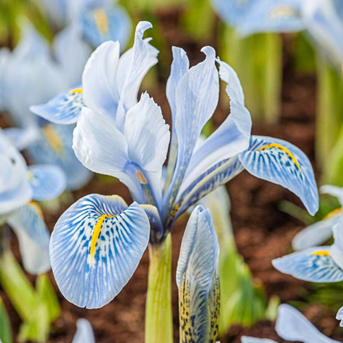 Katharine Hodgkin Iris 