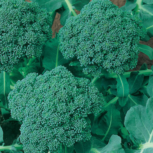 Organic Di Ciccio Broccoli