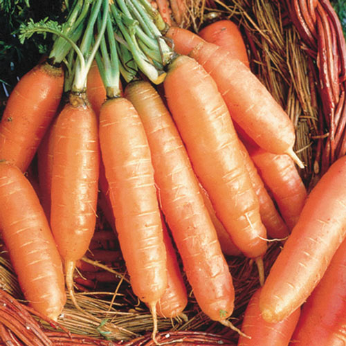 Organic Nantes Carrot Seed