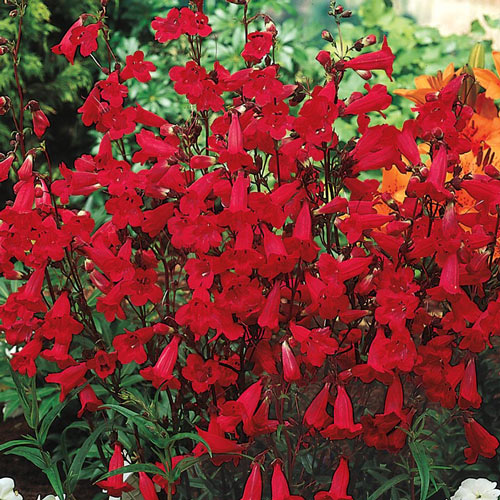Red Penstemon Plant