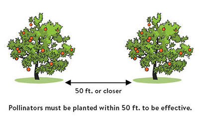 Apple Trees Cross Pollinate