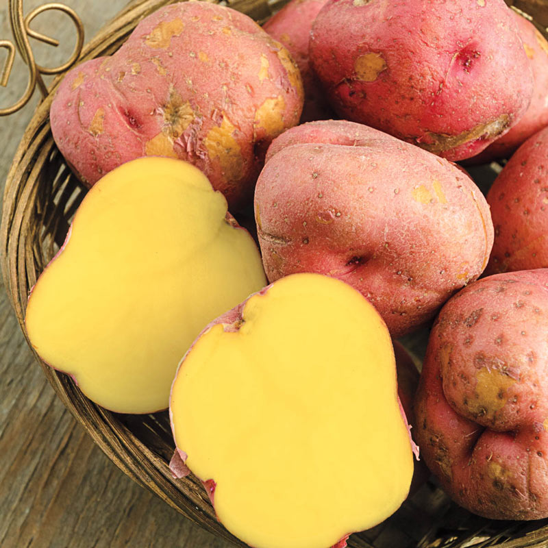 Red Potato Varieties