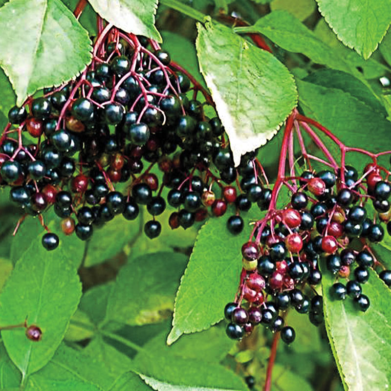 Live Plant Healthy Berries Amino Acids Berry Plants Wine ELDERBERRY Shrub 2 gal