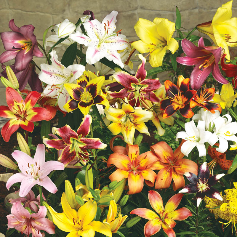 All Summer Lily Garden | Perennial Flowers from Gurney's