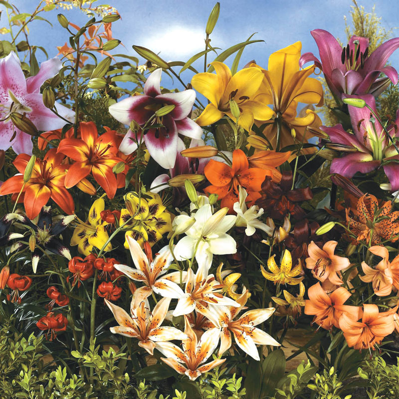 Details about   6/12 Lily Color Mixed Lilium Asian girdngg Flower Summer bublo lily corm show original title 