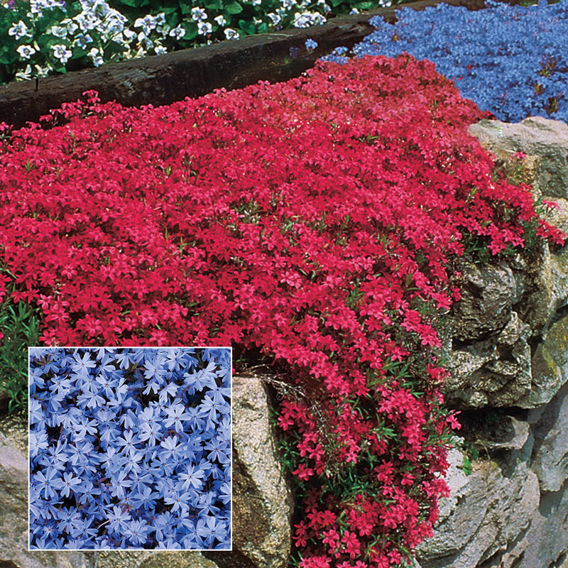 Home Plants, Seeds & Bulbs Ground Cover USA Blue Emerald Creeping Phlox ...
