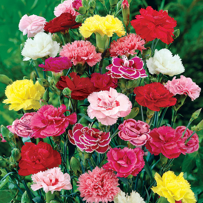 How to Grow and Care for Carnation (Complete Guide)