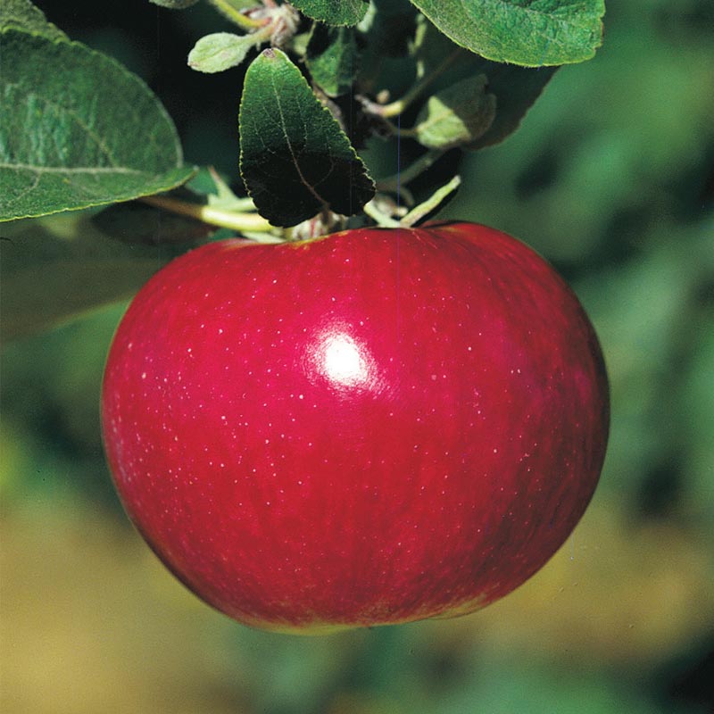 McIntosh Apple Tree  Gurneys Seed & Nursery Co.