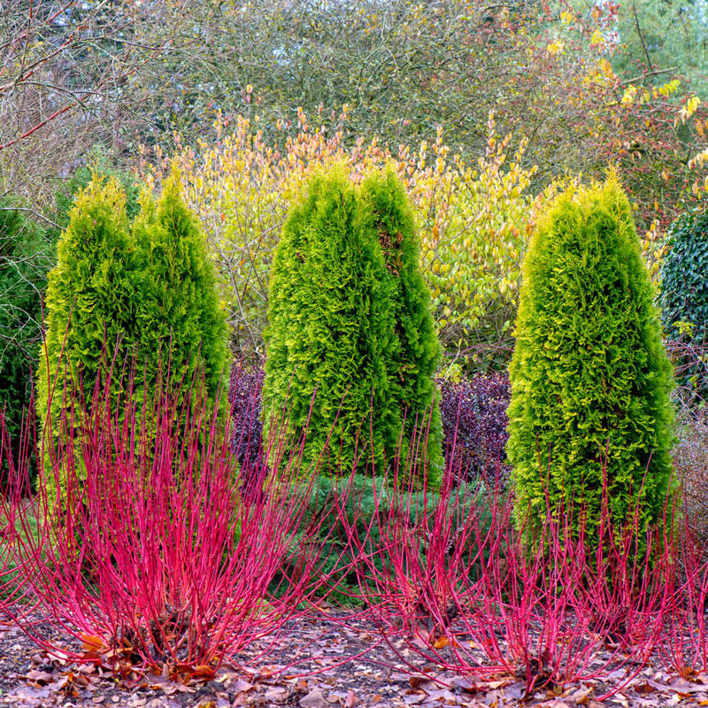 Cardinal Red Twig Dogwood Hedge Buy Shrubs From Gurney S