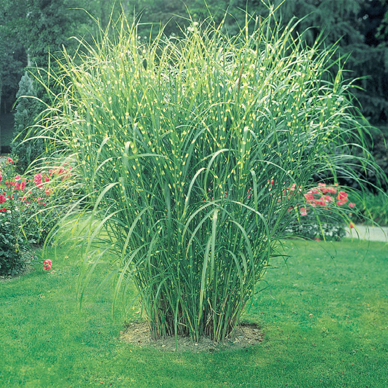 Gardens Alive! Pink Pampas Grass Live Perennial Plant - Fast Growing  Upright Ornamental Grass - Full Sun - 3-in Pot (1-Pack) in the Ornamental  Grasses department at