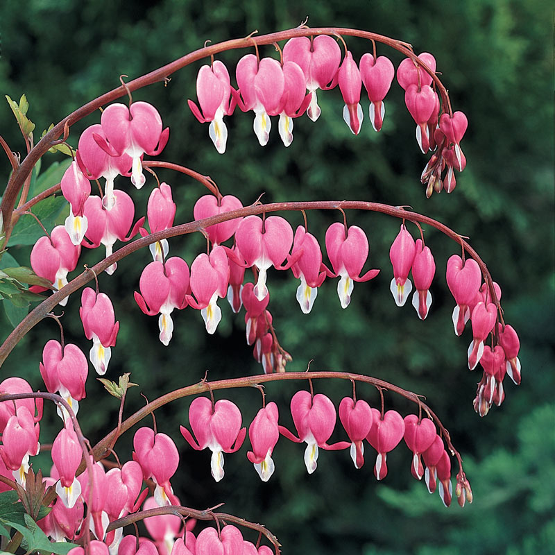 Old Fashioned Bleeding Hearts Dicentra Spectabilis Bare Root 2/3 Eye ...