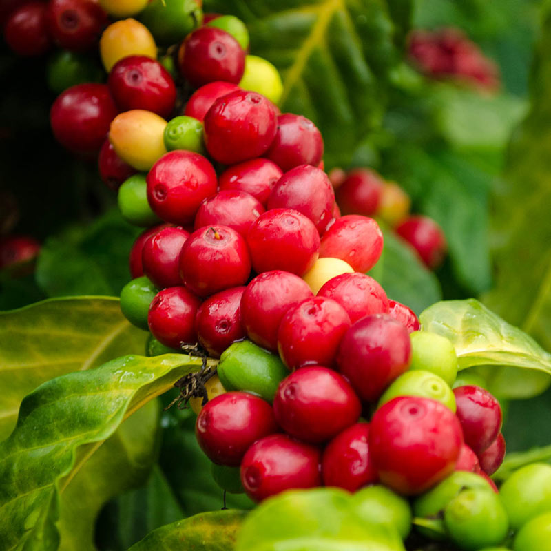 what-does-a-coffee-plant-look-like-ubicaciondepersonas-cdmx-gob-mx