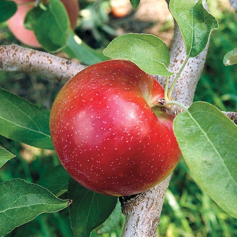 Malus domestica 'Granny Smith' (Semi-Dwarf Apple)