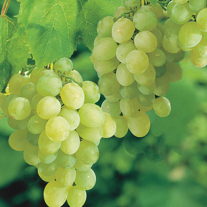 Thompson Seedless Grape  Grape Vines From Paradise Nursery