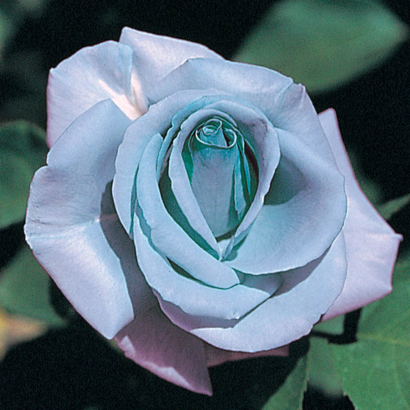 Blue Girl Hybrid Tea Rose  Gurney's Seed & Nursery Co.