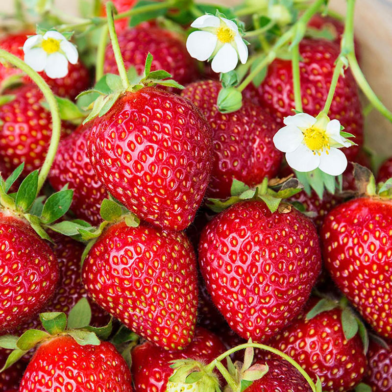 Are Ozark Beauty Strawberries Everbearing 