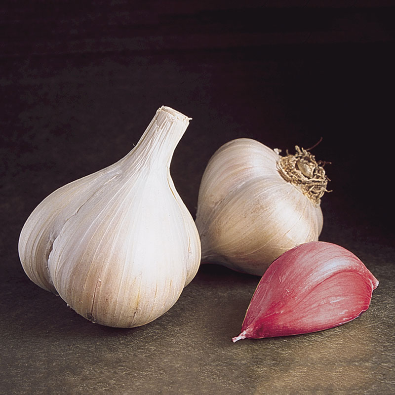 Garlic Grow Bag Kit