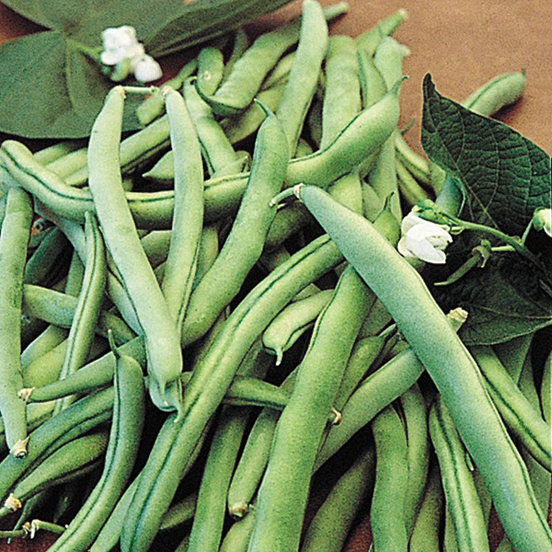 Blue Lake Details about   100+ Green Bean Seeds Big Crops/ Dau Que / US Seller Bush Bean 