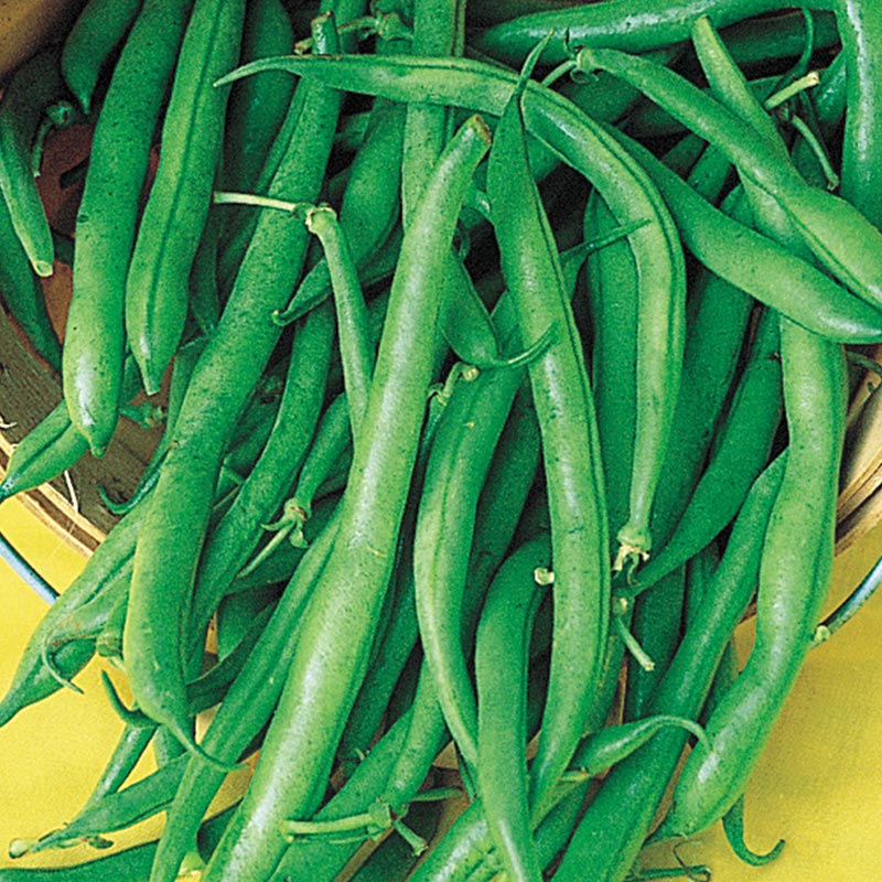  Haricot Vert Stringless Green Bean Seeds : Patio, Lawn & Garden