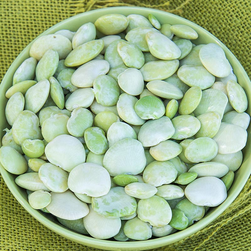 Fordhook Lima Bean Seeds Bush Lima Bean Heirloom Non-Gmo Heavy Producer 50c...