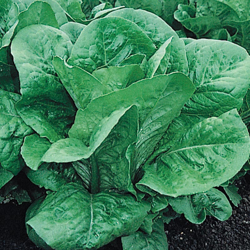 SEEDS NON-GMO healthy USA Details about   Lettuce All Season Romaine Blend Lettuce Seeds 50 