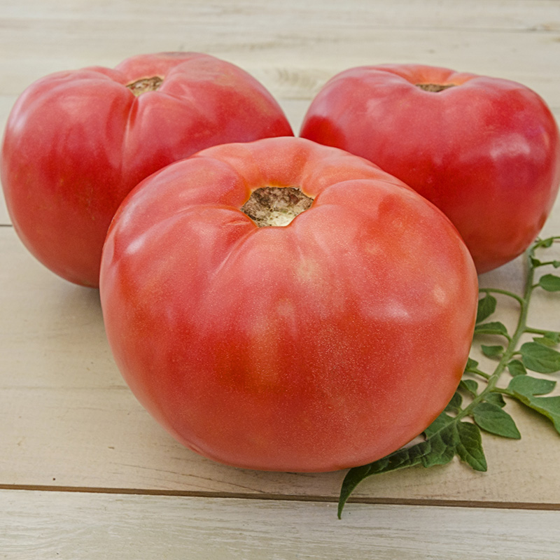Brandywine Red Potato Leaf Tomato – Tomato Growers Supply Company