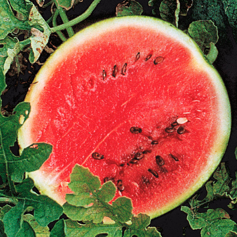 Open-Pollinated    $1.69 Max Shipping Sugar Baby Watermelon Seeds For 2018 50 
