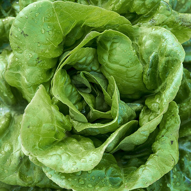 Details about   BUTTERCRUNCH 50 EASY TO SEE EASY TO SOW Lettuce seeds,,, no more guessing