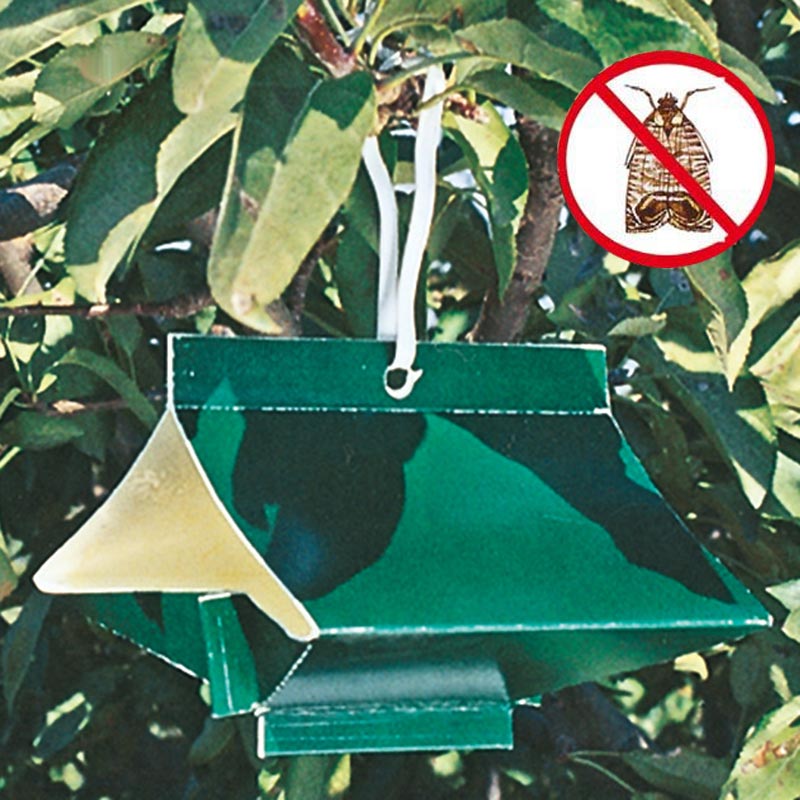 Codling Moth traps 