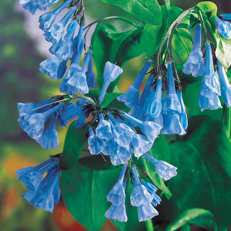 Virginia Bluebells Seeds (Mertensia virginica)