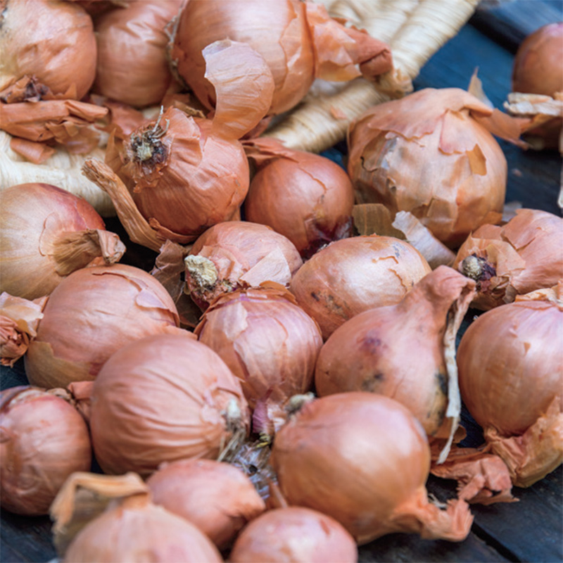 French Red Shallot Spring-Shipped Bulb Sets