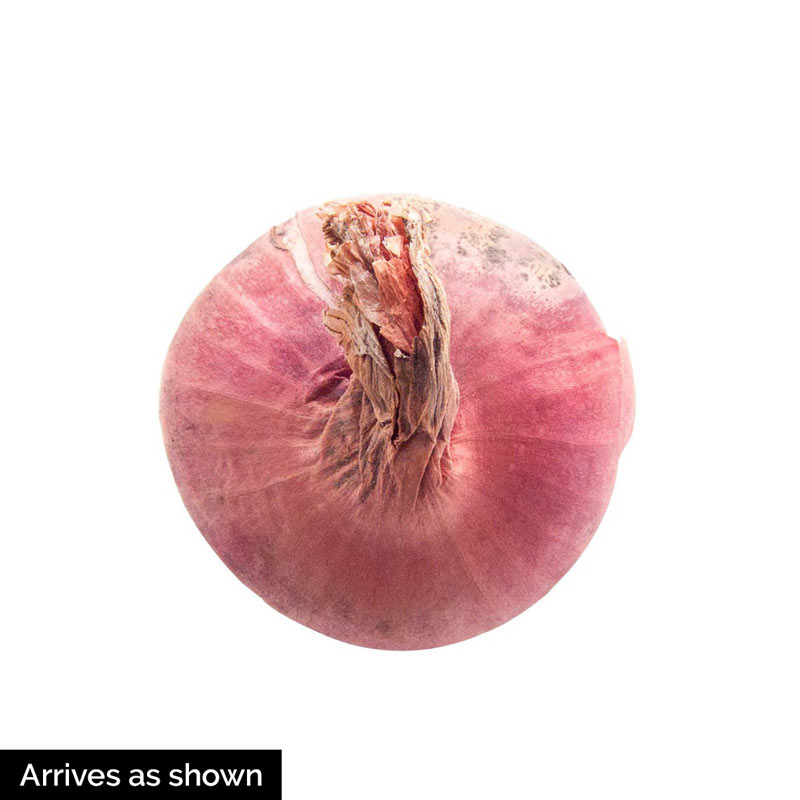 Shallots Fall Fly in Mid Air, Red Fresh Vegetable Spice Shallots Onion  Floating. Organic Fresh Herbal Shallots Root Head Round Stock Photo - Image  of isolated, health: 272136616