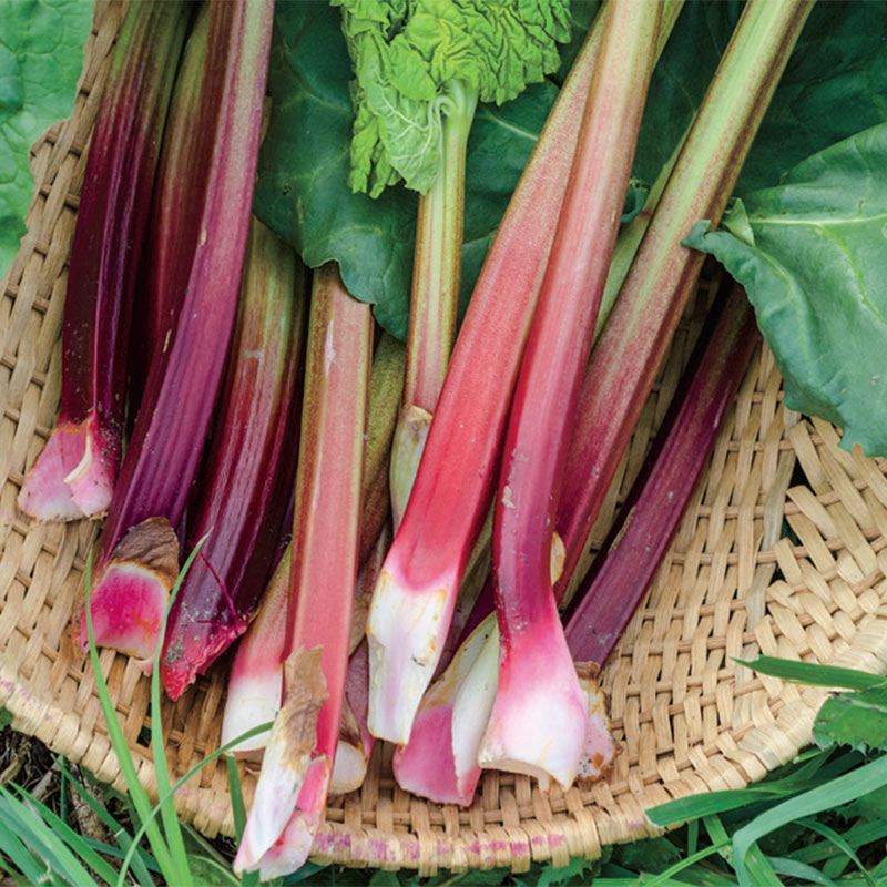 Red Victoria Rhubarb Bulb (1-Pack) 36797 - The Home Depot