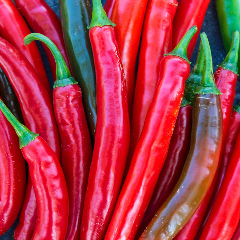 15 seed Hot Pepper Hot Salsa Blend Vegetables