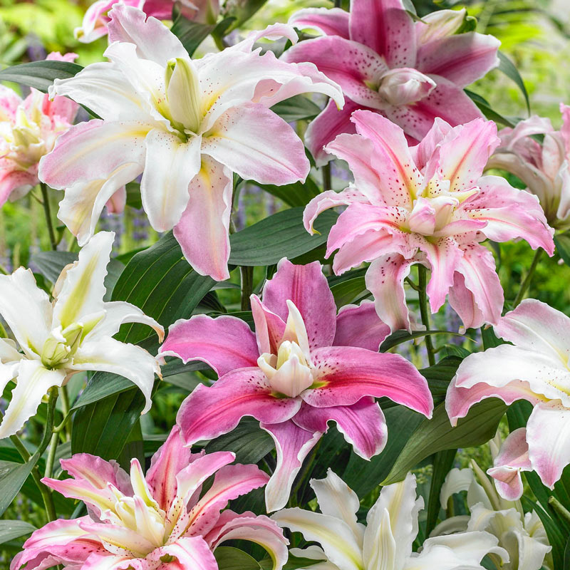 Double Oriental Lily Mix: Summer Bulbs from Gurney 's