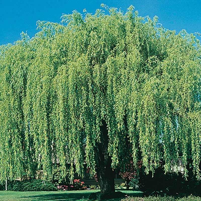 FLOWERWOOD 2.5 Gal Weeping Willow Tree, Green Deciduous Tree