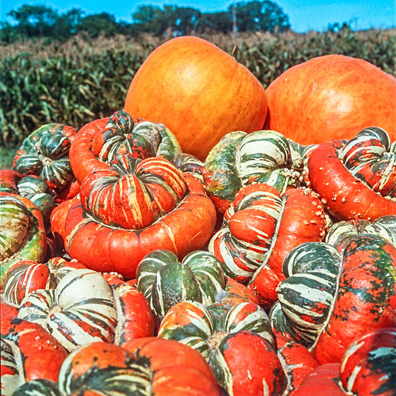 30 Organic Gourd Turks Turban Seeds Pumkin Squash Decorative and Popular Ornamental Gourd Ornamental Pumpkin