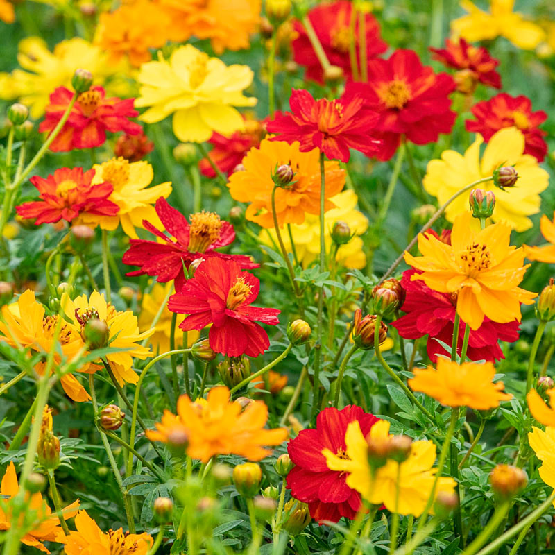Cosmos Plant: How To Grow Dazzling Flowers  