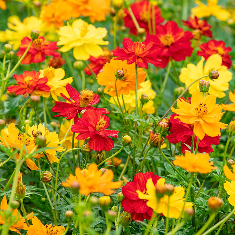 Dwarf Sulphur Cosmos Seeds Gurney s Seed Nursery