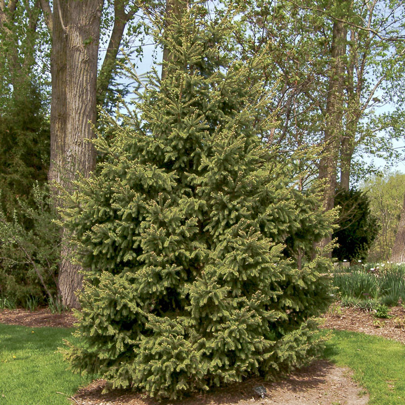 White Spruce Tree Evergreen Trees From Gurney S