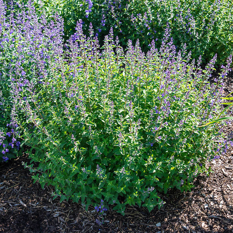 Catnip Herb Seeds: Herb Seeds and Plants from Gurney's