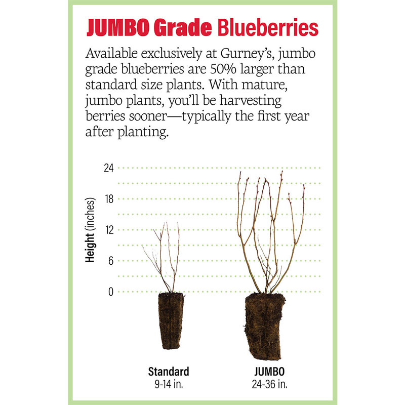 Jersey Blueberry Plant Fruit Plants & Trees from Gurney's