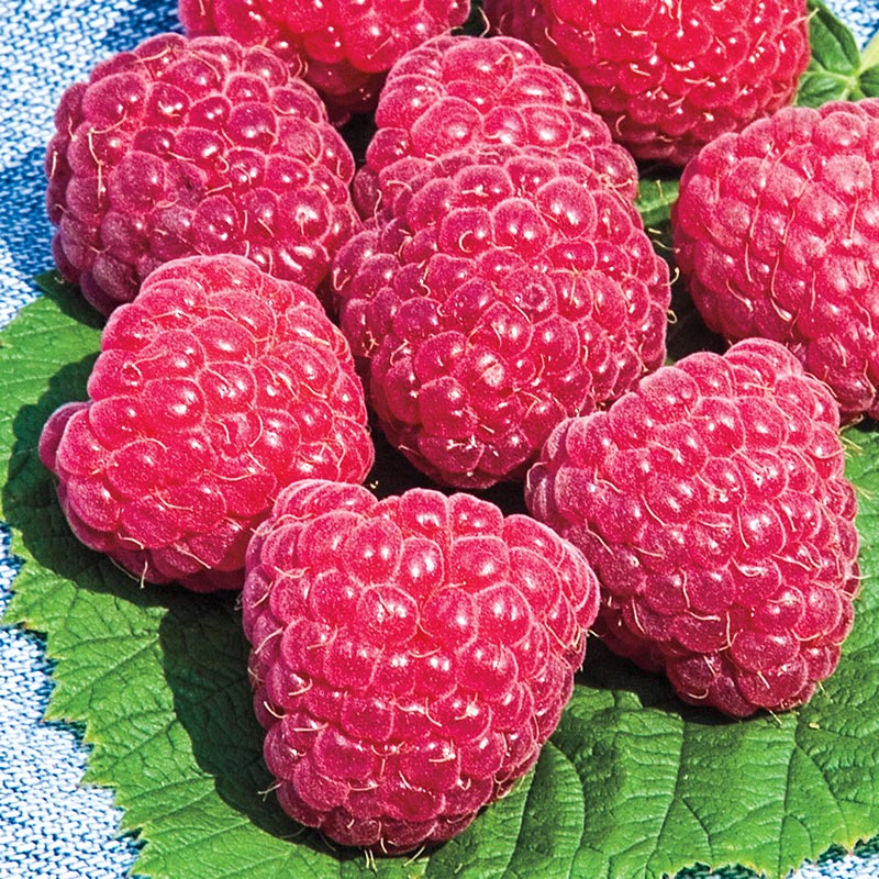 Sweet Repeat Red Raspberry  Gurney's Seed & Nursery Co.