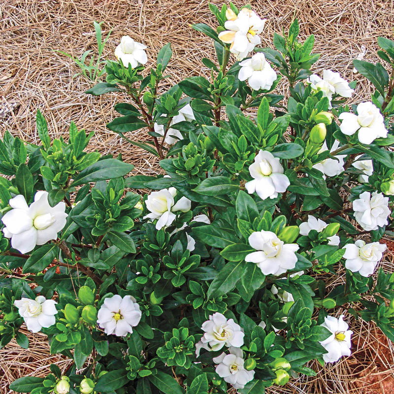 Double Mint Gardenia Gurney S Seed, How To Get Seeds From Gardenia